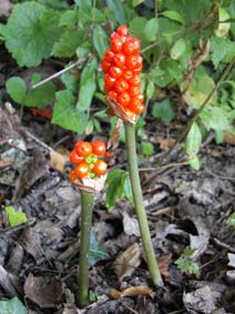 Arum maculatum